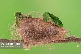 Attēlu rezultāti vaicājumam “Saturnia pavonia eggs”
