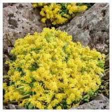 Image result for Mauerpfeffer