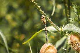 Attēlu rezultāti vaicājumam “Aeshna mixta male”