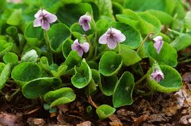 Attēlu rezultāti vaicājumam “Viola palustris”