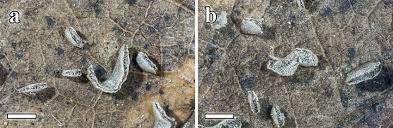 Attēlu rezultāti vaicājumam “Physarum bivalve”