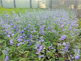 Attēlu rezultāti vaicājumam “Barbula”