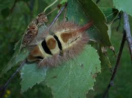 Attēlu rezultāti vaicājumam “Calliteara pudibunda”