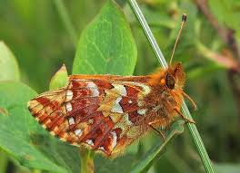 Attēlu rezultāti vaicājumam “Boloria aquilonaris underside”