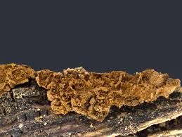 Attēlu rezultāti vaicājumam “Dianema depressum”