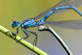Attēlu rezultāti vaicājumam “Coenagrion puella”