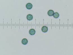 Attēlu rezultāti vaicājumam “Stemonitopsis amoena”