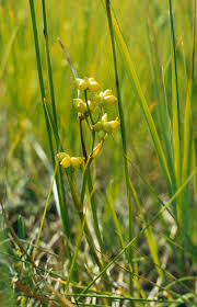 Attēlu rezultāti vaicājumam “Scheuchzeriaceae”