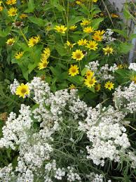 Attēlu rezultāti vaicājumam “Anaphalis margaritacea leaf”