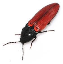 Attēlu rezultāti vaicājumam “Ampedus sanguineus”