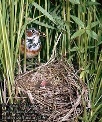 Image result for Emberiza fucata