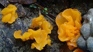 Attēlu rezultāti vaicājumam “Tremiscus helvelloides”