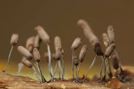 Attēlu rezultāti vaicājumam “Stemonitopsis typhina stalked”