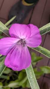 Image result for Kornrade