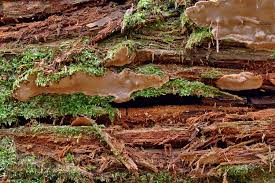 Attēlu rezultāti vaicājumam “Phellinus nigrolimitatus”