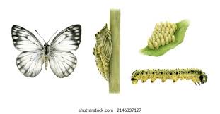 Attēlu rezultāti vaicājumam “Pieris brassicae underside”