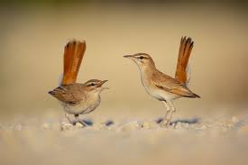 Image result for Cercotrichas galactotes