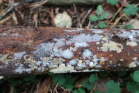 Attēlu rezultāti vaicājumam “Skeletocutis brevispora”