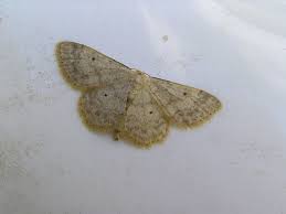 Attēlu rezultāti vaicājumam “Idaea biselata”