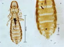 Attēlu rezultāti vaicājumam “Phthiraptera”