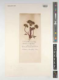 Attēlu rezultāti vaicājumam “Selinum carvifolia fruit”