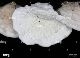 Attēlu rezultāti vaicājumam “Plicatura nivea”