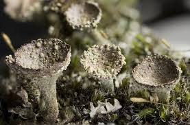 Attēlu rezultāti vaicājumam “Cladonia pyxidata”
