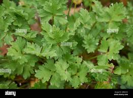 Attēlu rezultāti vaicājumam “Ranunculus elatior leaf”