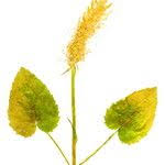 Attēlu rezultāti vaicājumam “Phyteuma spicatum fruit”