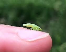 Attēlu rezultāti vaicājumam “Philaenus spumarius nymph”