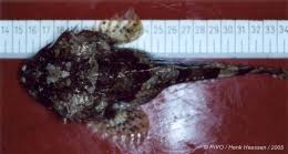 Image result for Myoxocephalus scorpius