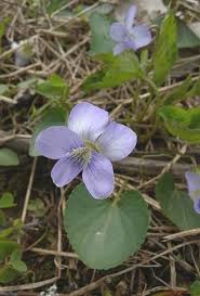 Attēlu rezultāti vaicājumam “Viola sororia”