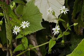 Attēlu rezultāti vaicājumam “Myosoton aquaticum”