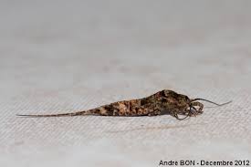 Attēlu rezultāti vaicājumam “Machilidae”