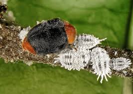 Image result for Cryptolaemus