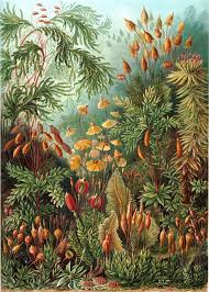 Image result for ernst haeckel