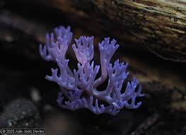 Attēlu rezultāti vaicājumam “Ramariopsis pulchella”