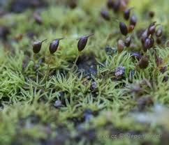 Attēlu rezultāti vaicājumam “Weissia brachycarpa”