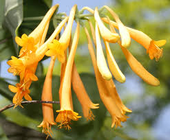 Attēlu rezultāti vaicājumam “Lonicera caerulea var. pallasii flower”