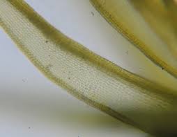 Attēlu rezultāti vaicājumam “Rhynchostegiella tenella macro”