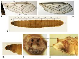 Attēlu rezultāti vaicājumam “Trichia ambigua macro”