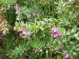 Attēlu rezultāti vaicājumam “Polygala amarella leaf”