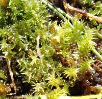 Attēlu rezultāti vaicājumam “Meesia triquetra”