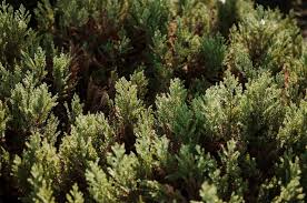 Attēlu rezultāti vaicājumam “Abies mariesii”