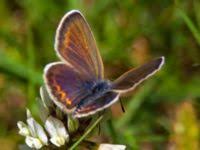 Attēlu rezultāti vaicājumam “Plebejus idas female”