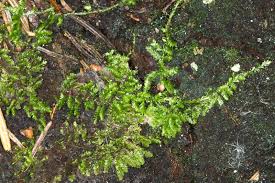 Attēlu rezultāti vaicājumam “Eurhynchiastrum pulchellum”