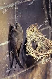 Image result for Chaetura pelagica