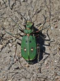 Attēlu rezultāti vaicājumam “Cicindela campestris imago”