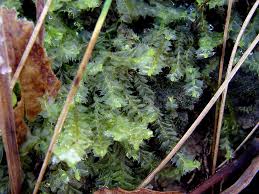 Attēlu rezultāti vaicājumam “Lophocolea”