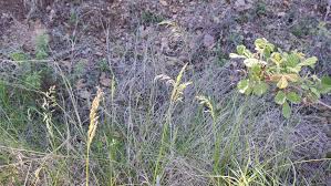 Attēlu rezultāti vaicājumam “Poa remota leaf”